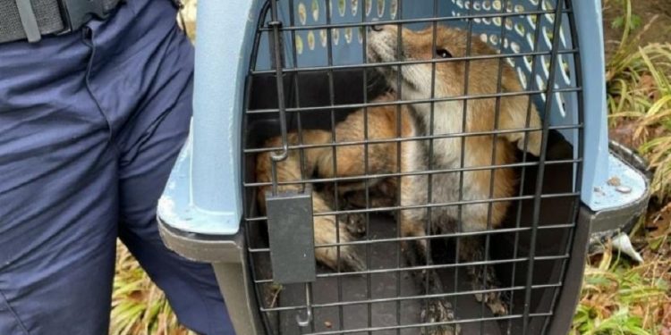 ABD Kongre Binası’na giren tilki dokuz kişiyi ısırdı