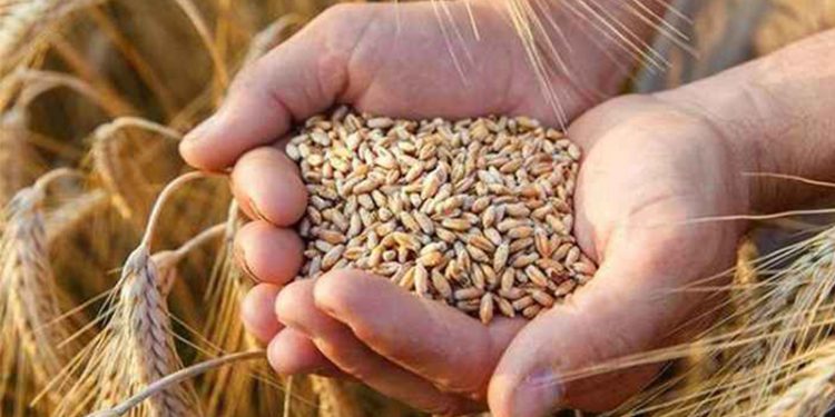 Arpa üretiminde 32 yılın en düşük seviyesi görüldü