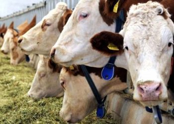 Bakanlığın hayvan sayılarını iki günde belirleme talimatına tepki: Sözde sayım