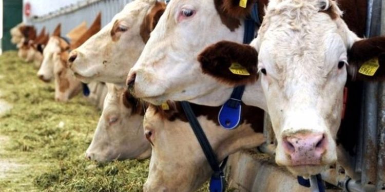 Bakanlığın hayvan sayılarını iki günde belirleme talimatına tepki: Sözde sayım
