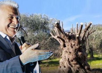 Binali Yıldırım’ın çocukları zeytin işine giriyor