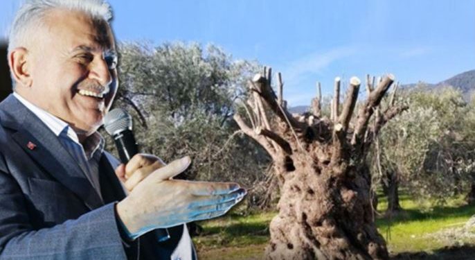 Binali Yıldırım’ın çocukları zeytin işine giriyor