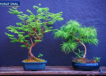 Bonsai ağacındaki Ramazan ya da…