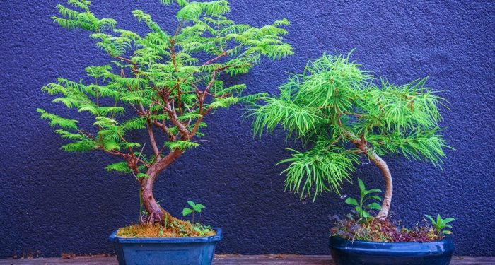 Bonsai ağacındaki Ramazan ya da…