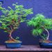 Bonsai ağacındaki Ramazan ya da…