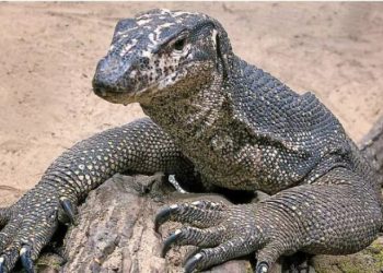 Bu da oldu: 4 kişi kertenkeleye tecavüz etti!