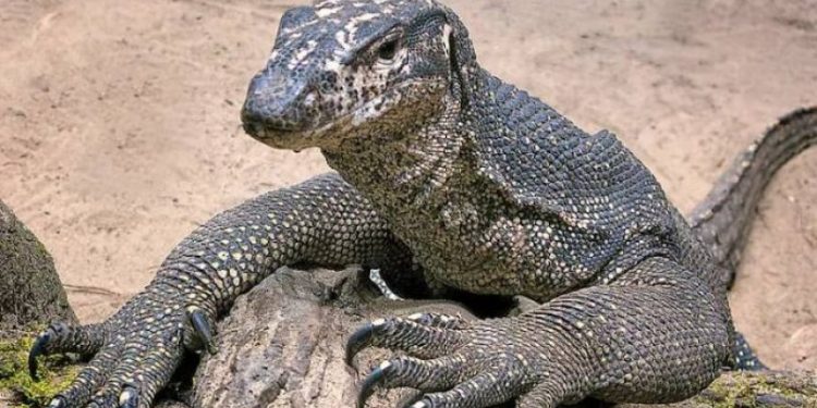 Bu da oldu: 4 kişi kertenkeleye tecavüz etti!