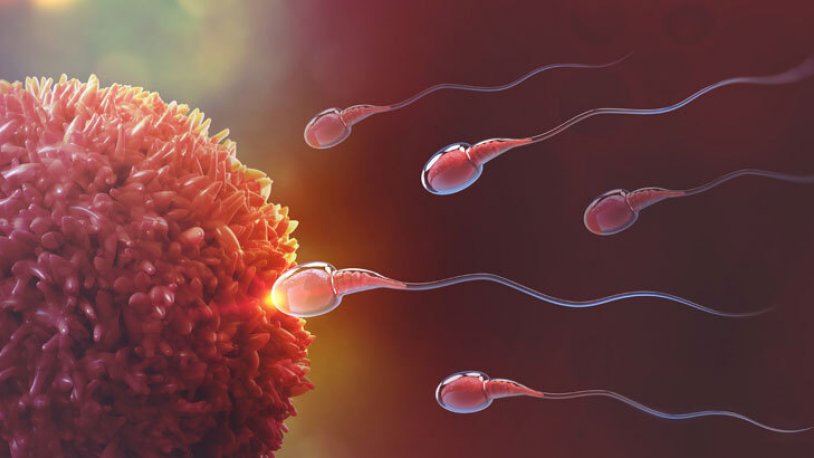 Bu gıdalar sperm kalitesini bozuyor! 2 nesil sonrasını bile etkileyebilir