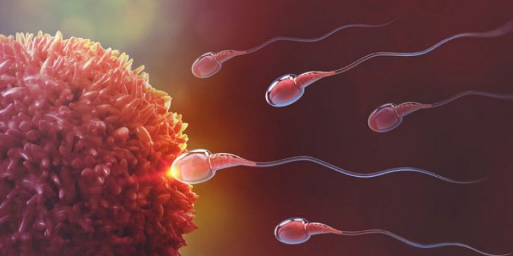Bu gıdalar sperm kalitesini bozuyor! 2 nesil sonrasını bile etkileyebilir