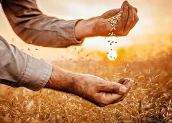 Buğday ve mısır alarm veriyor: Arzdaki azalma gıda fiyatlarını arttıracak