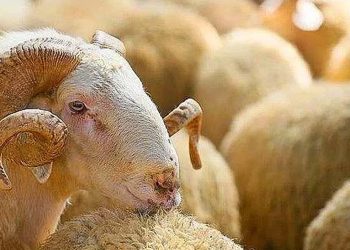 "Büyükbaş kurbanlıklar 60-70 bin lira, küçükbaş kurbanlıklar da ortalama 3-4 bin lira olur"