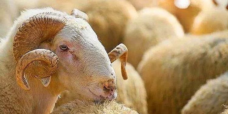 "Büyükbaş kurbanlıklar 60-70 bin lira, küçükbaş kurbanlıklar da ortalama 3-4 bin lira olur"