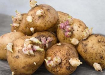 CHP'li Gürer: Yabancı tohumlar kanser taşıdı; 28 yıl ekilemeyecek, patates krizi kapıda