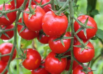 Domates fiyatında son 7 yılın rekoru kırıldı