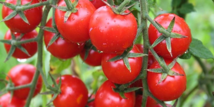 Domates fiyatında son 7 yılın rekoru kırıldı