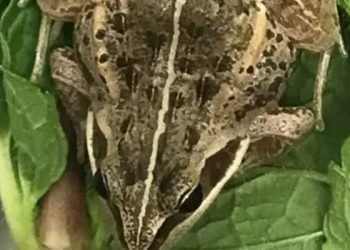 Etiyopya'dan İngiltere'ye ihraç edilen nane paketi içinde canlı bir kurbağa bulundu