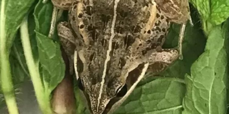 Etiyopya'dan İngiltere'ye ihraç edilen nane paketi içinde canlı bir kurbağa bulundu