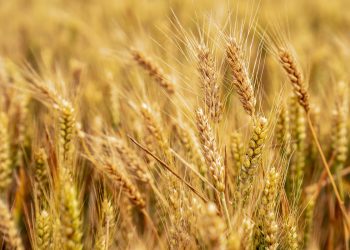 Gıda krizi kapıda: ‘Buğday, mercimek, kayısı ciddi şekilde etkilendi’