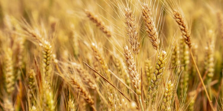 Gıda krizi kapıda: ‘Buğday, mercimek, kayısı ciddi şekilde etkilendi’