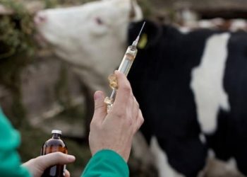 Hayvancılıkta aşı skandalı
