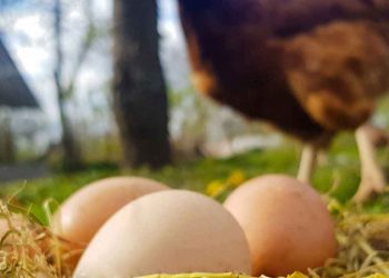 Hayvansal gıdalarda üretim şubatta geriledi