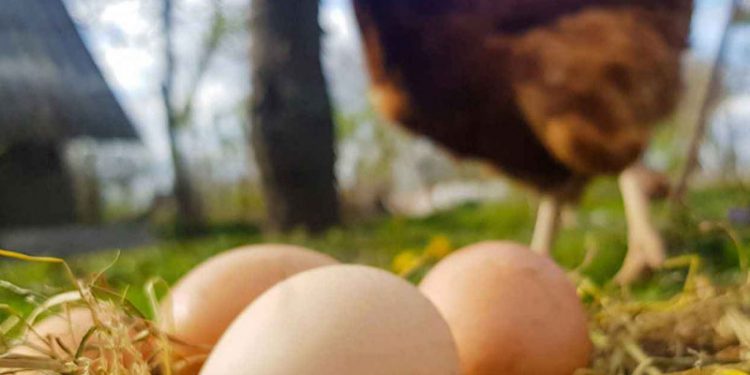 Hayvansal gıdalarda üretim şubatta geriledi