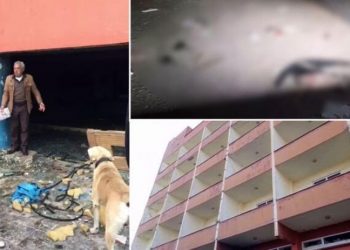 Hayvanseverler önlem istiyor: 10 yıldır kullanılmayan otelin havuzu ölüm tuzağı