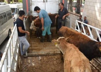 Hükümette 'et' telaşı: Bakanlık illere 'acele' koduyla yazı gönderdi