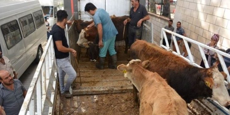 Hükümette 'et' telaşı: Bakanlık illere 'acele' koduyla yazı gönderdi