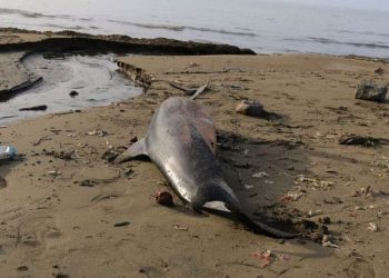 Karadeniz'de 3 ayda 33 ölü yunus karaya vurdu