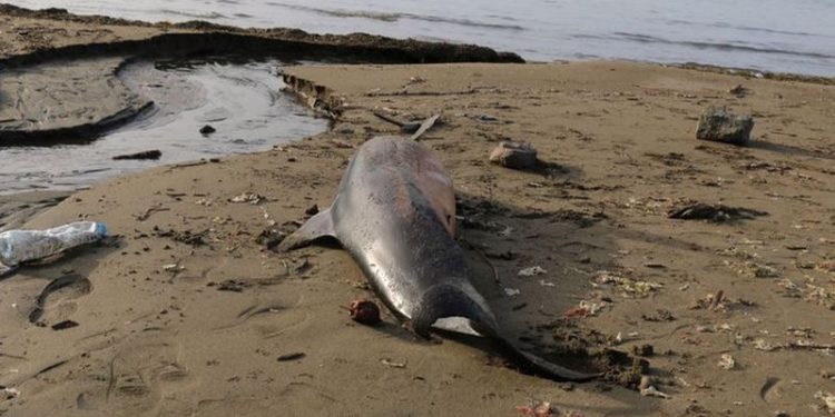 Karadeniz'de 3 ayda 33 ölü yunus karaya vurdu
