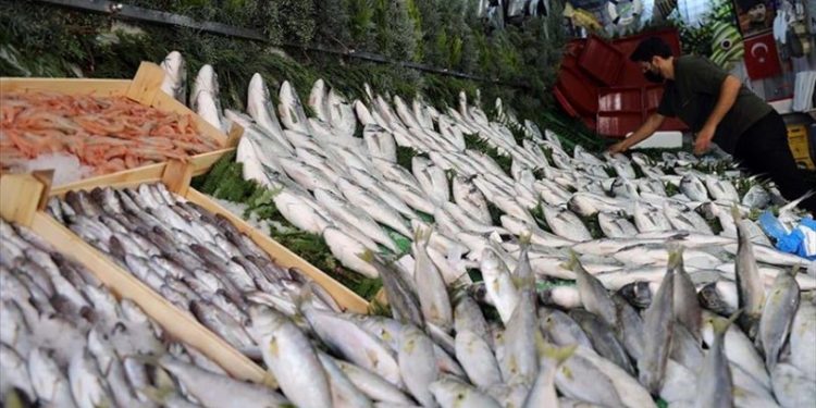 Karadeniz’de sürüklenen mayınlar balık fiyatlarını arttırdı