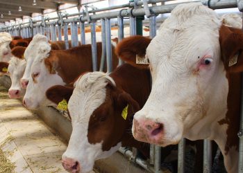 Kırmızı ette günü kurtarma telaşı; bakanlık iki günde ‘sayım’ istedi