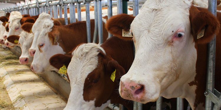 Kırmızı ette günü kurtarma telaşı; bakanlık iki günde ‘sayım’ istedi