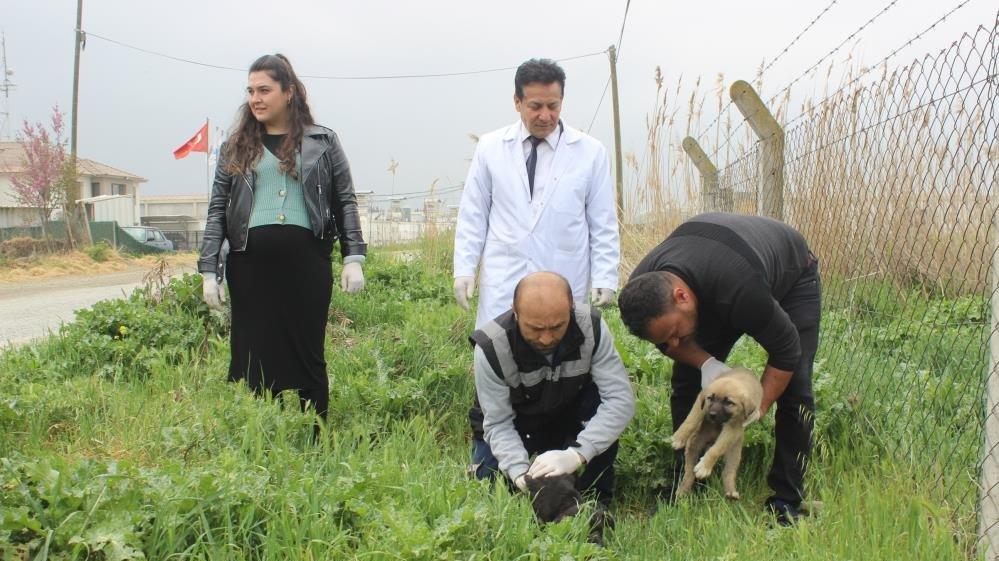 Manisa’da köpek katliamı: 22 köpek zehirlendi