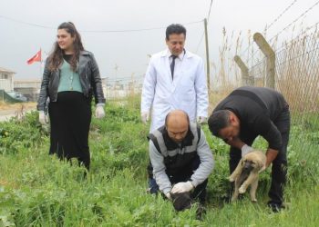 Manisa’da köpek katliamı: 22 köpek zehirlendi