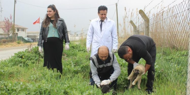 Manisa’da köpek katliamı: 22 köpek zehirlendi