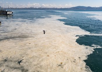 Marmara Denizi için uyarı: Yeni bir müsilaj patlayabilir