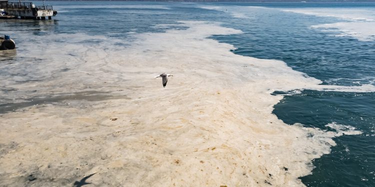 Marmara Denizi için uyarı: Yeni bir müsilaj patlayabilir