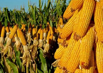 Mısır fiyatları 10 yılın zirvesinde