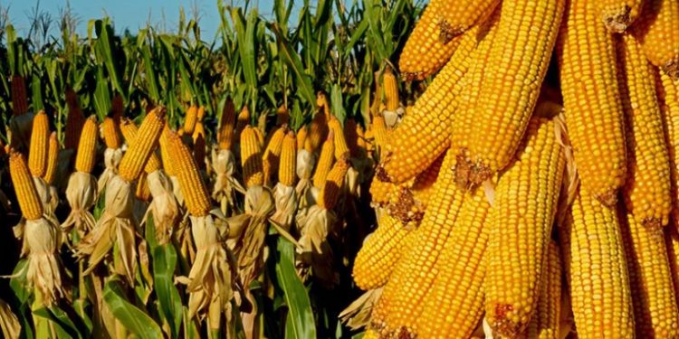 Mısır fiyatları 10 yılın zirvesinde