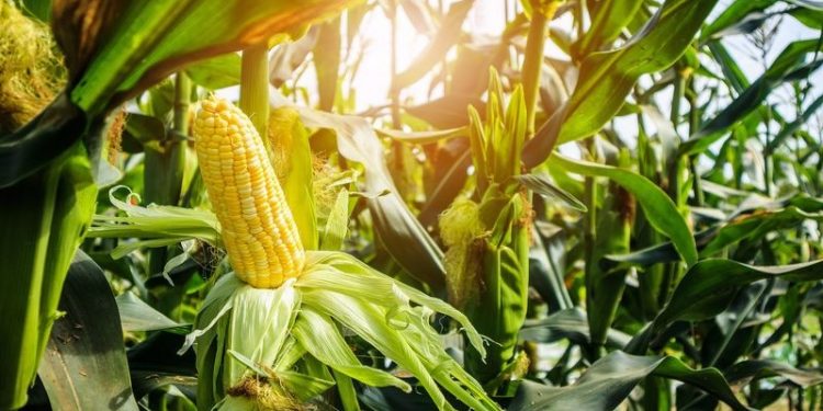 Mısır fiyatları 10 yılın zirvesine çıktı