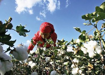 Pamuk fiyatları 2011'den bu yana ilk kez 1,5 doları aştı