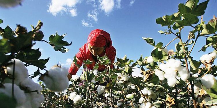 Pamuk fiyatları 2011'den bu yana ilk kez 1,5 doları aştı