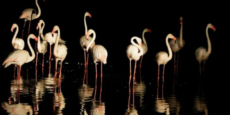 "Pink Floyd, Ay'ın karanlık tarafından geri döndü": 17 yıl önce Kansas'taki hayvanat bahçesinden kaçan flamingo, Texas'ta bulundu