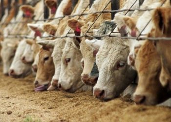 Rekabet Kurumu'nun yem üreticilerine ilişkin yürüttüğü soruşturmada teşebbüslere para cezası istendi