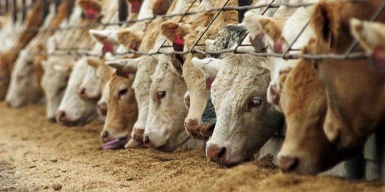 Rekabet Kurumu'nun yem üreticilerine ilişkin yürüttüğü soruşturmada teşebbüslere para cezası istendi