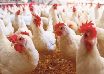 Resmi Gazete'de yayınlandı: Tavuk etinde GDO serbest