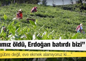 Rizeli çay üreticilerinden gübre fiyatlarına tepki: Çayımız öldü, Erdoğan batırdı bizi