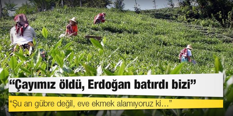 Rizeli çay üreticilerinden gübre fiyatlarına tepki: Çayımız öldü, Erdoğan batırdı bizi